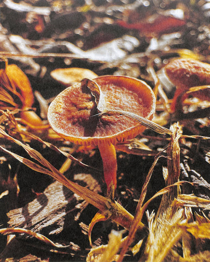 YING ANG / Fruiting Bodies