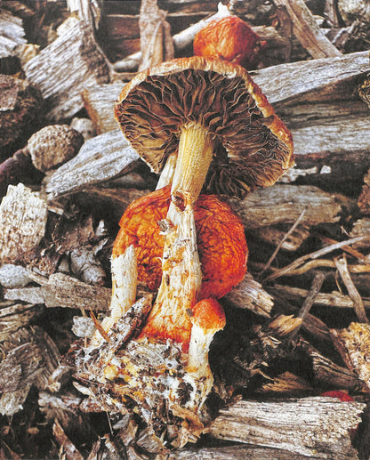 YING ANG / Fruiting Bodies