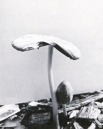 YING ANG / Fruiting Bodies
