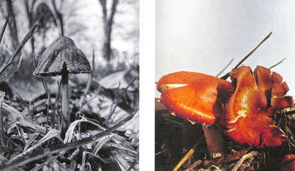 YING ANG / Fruiting Bodies