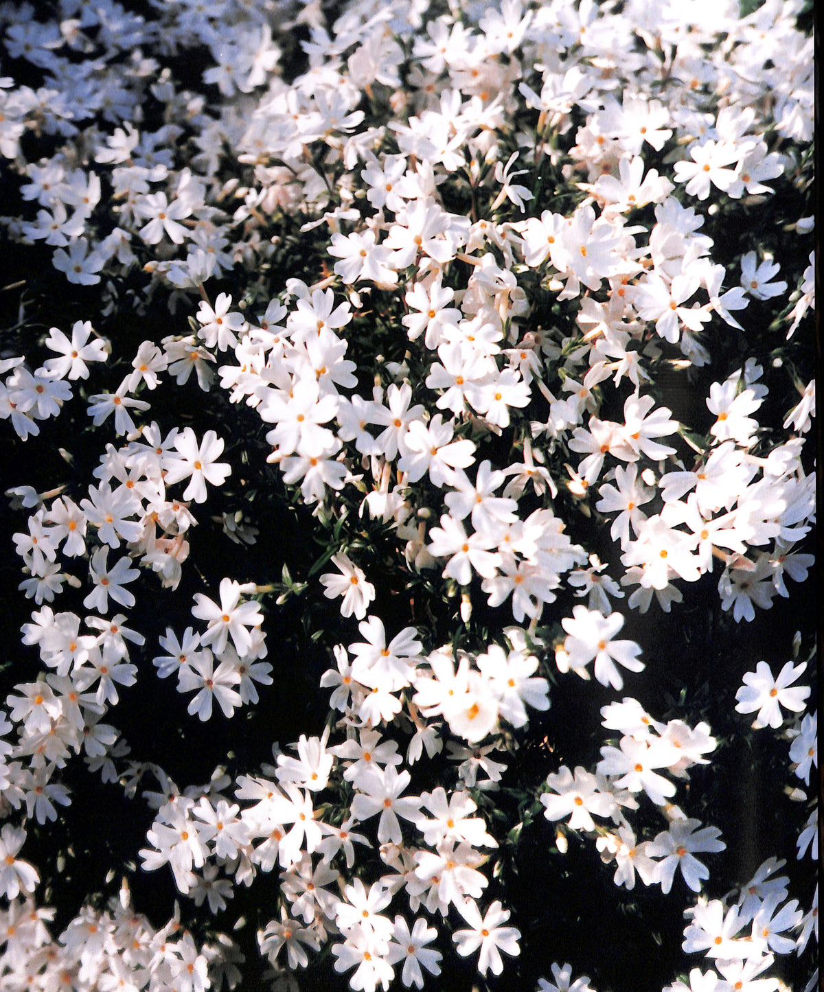 Interior page of HIROMIX / Hikari with Close-up of white flowers with a black background