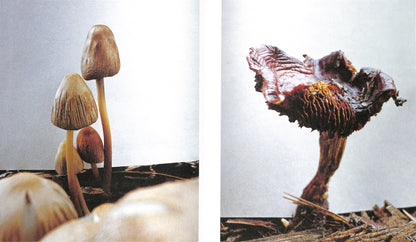YING ANG / Fruiting Bodies