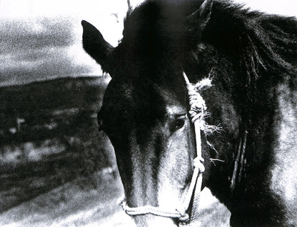 DAIDO MORIYAMA / Momoe (signed)