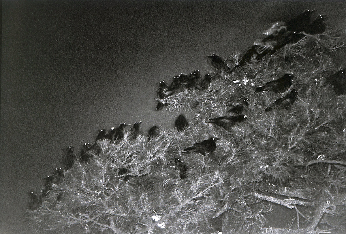 MASAHISA FUKASE / Ravens