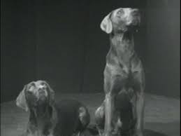 WILLIAM WEGMAN / Video Works 1970 - 1999