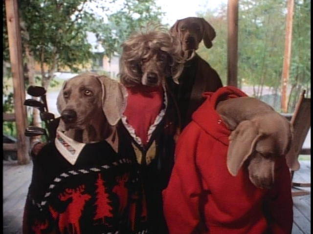 WILLIAM WEGMAN / The Hardly Boys